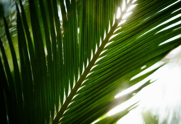 istock Tropical palm tree grow in botanical garden 829862242