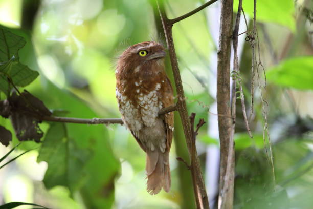 istock Short-tailed frogmouth or Sumatran frogmouth 829862308