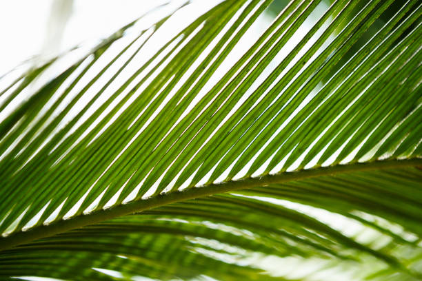 istock Tropical palm tree grow in botanical garden 829863332