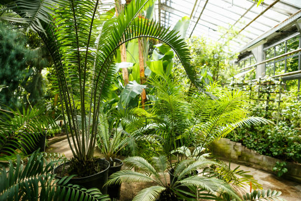 istock Tropical palm tree grow in botanical garden 829863732