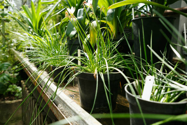 istock Exotical botanical garden plants in greenhouse 829868374