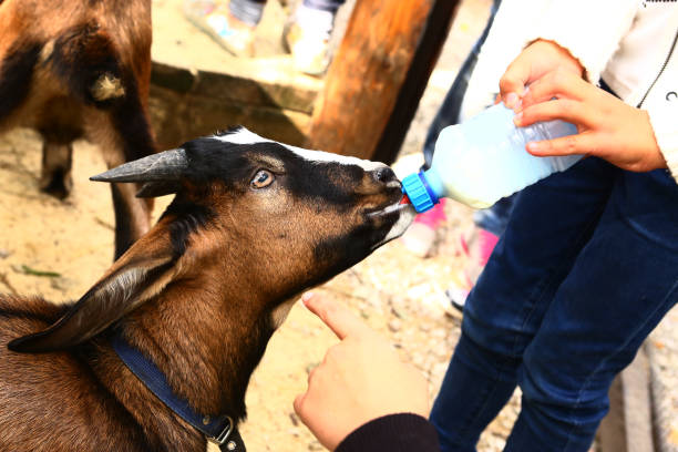 istock kid feeding goat with milk bottle 829899806