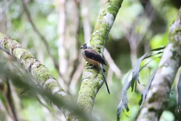 Photo of Sumatran treepie (Dendrocitta occipitalis)  in Mt.Kerinci, Sumatra, Indonesia