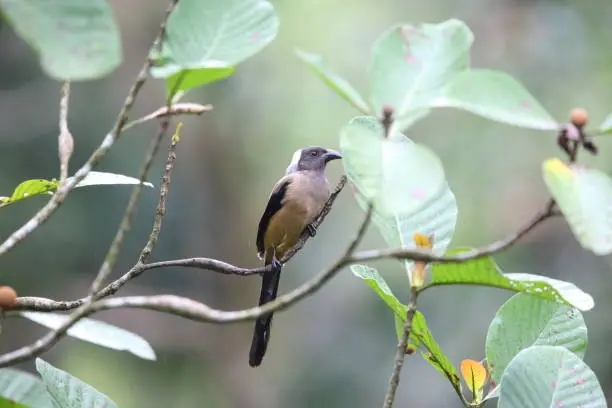 Photo of Sumatran treepie (Dendrocitta occipitalis)  in Mt.Kerinci, Sumatra, Indonesia