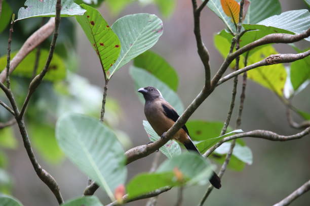 istock Sumatran treepie (Dendrocitta occipitalis)  in Mt.Kerinci, Sumatra, Indonesia 829905090
