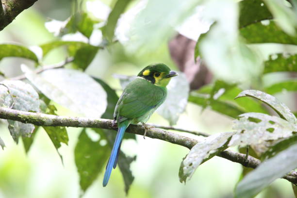 istock Long-tailed broadbill (Psarisomus dalhousiae) in Mt.Kerinci, Sumatra, Indonesia 829911908