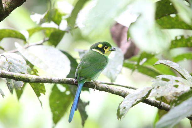 istock Long-tailed broadbill (Psarisomus dalhousiae) in Mt.Kerinci, Sumatra, Indonesia 829916786