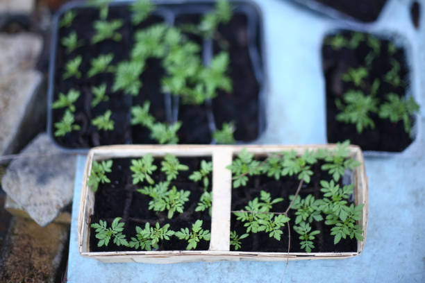 istock sprouts in boxes ready for planting in vegetable garden 829916994