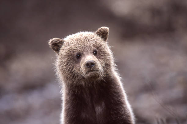 Close-up of Wild Grizzly Bear Cub Close-up of one grizzly bear (Ursus arctos horribilis) cub looking at camera.  Image is zoomed in, making background out of focus. bear cub stock pictures, royalty-free photos & images