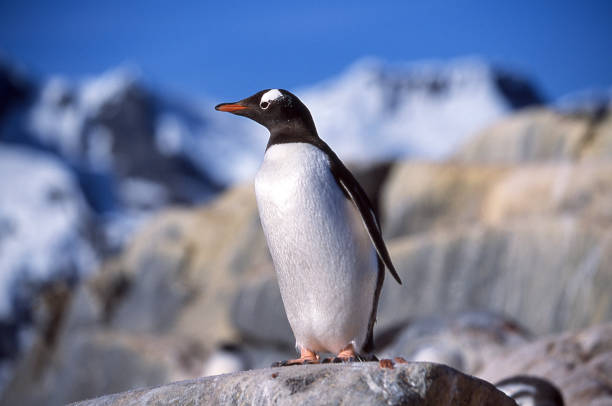 zbliżenie wild gentoo penguin stojący na rocky outlook - gentoo penguin zdjęcia i obrazy z banku zdjęć