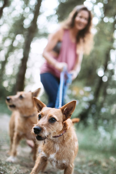 A middle aged women enjoys time outdoors on a beautiful sunny day with her pets, the dogs appreciating the time in nature.  They walk in a park like setting.