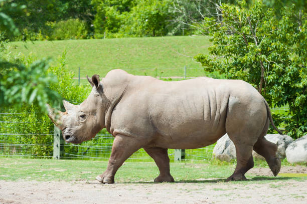 istock White rhinoceros in nature 829922412