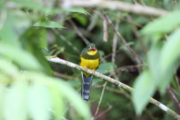 istock Sumatran trogon (Apalharpactes mackloti) in Sumatra,Indonesia 829949892