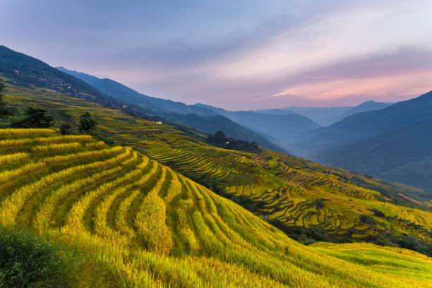 istock Longji Terraced Fields in Longsheng,Guilin,China 829949908
