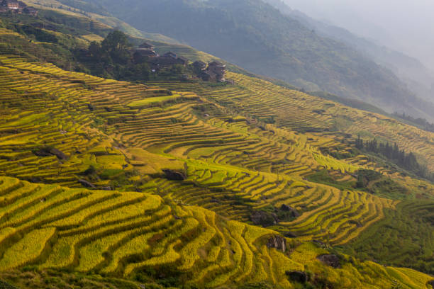 istock Longji Terraced Fields in Longsheng,Guilin,China 829950112