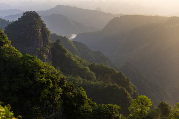 istock Scenic View Of Forest Against Sky 829954278