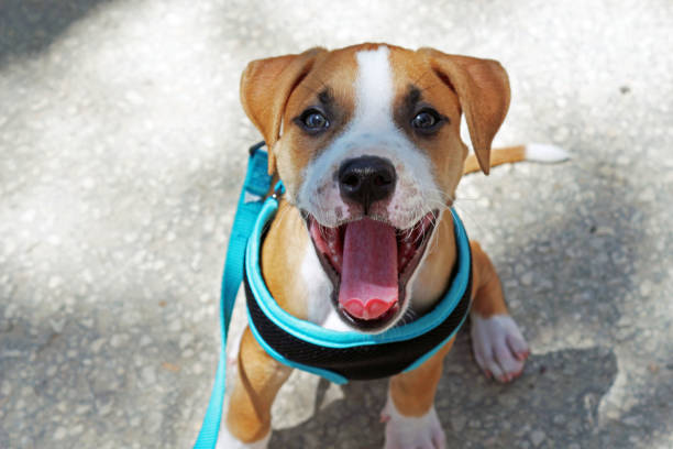 istock Puppy wearing a harness outside. 829968190