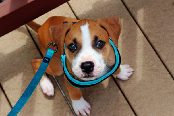 istock Puppy wearing a harness on the boardwalk 829968194