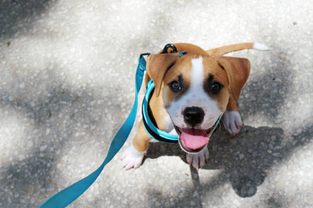 A young Smiling Pit Bull Puppy A young smiling pit bull puppy wearing a blue harness and leash sitting in the sunlight pet leash photos stock pictures, royalty-free photos & images
