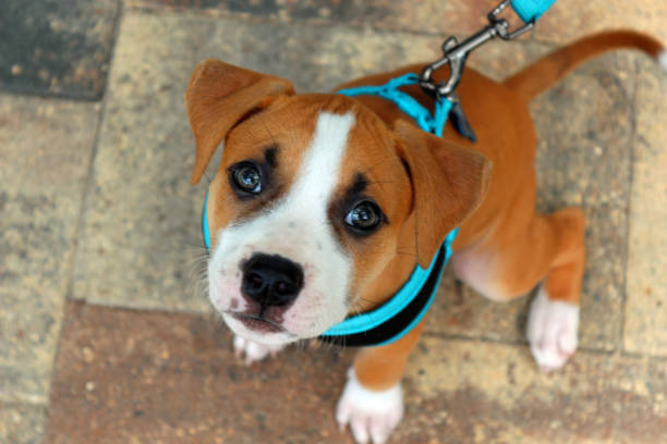 istock Puppy wearing a harness outside 829968200