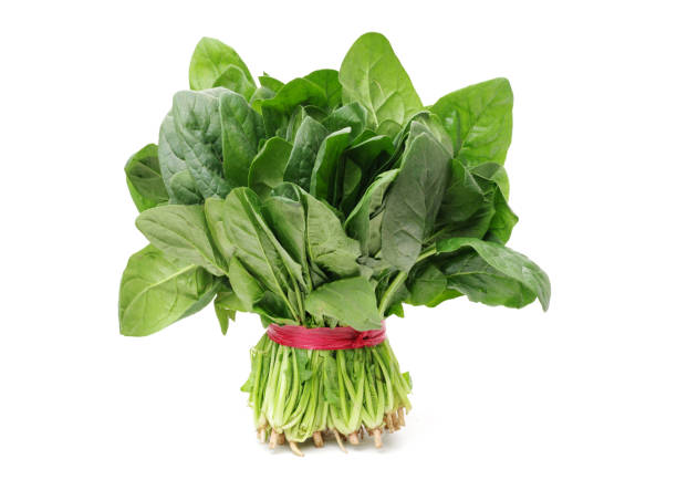 spinach bunch isolated on white background - espinafres imagens e fotografias de stock