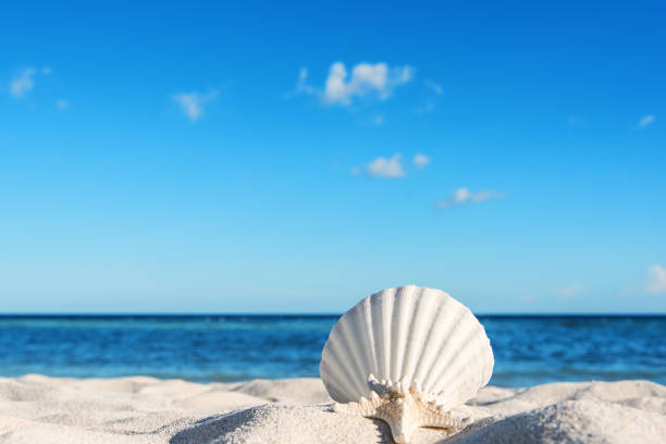istock Seashell and starfish on the beach 829979718