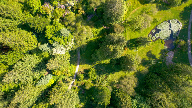 istock Seattle Arboretum Forest Looking Down From Above Aerial Perspective 829997584