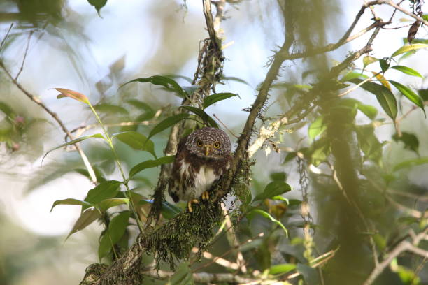 istock Sumatran Collared Owlet (Glaucidium brodiei) in Mt.Kerinci, Sumatra, Indonesia 830016432