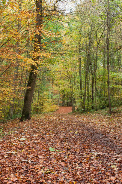 istock road in the forest in autumn 830022900