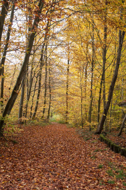 istock road in the forest in autumn 830028704