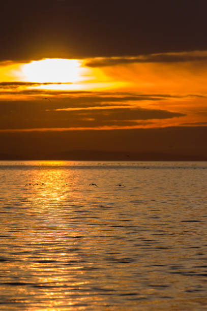 istock Sunset and waterfowl on Semiahmoo Bay 830040906