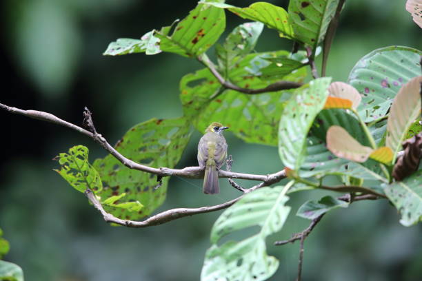 istock Spot-necked bulbul (Pycnonotus tympanistrigus) in Sumatra,Indonesia 830041456