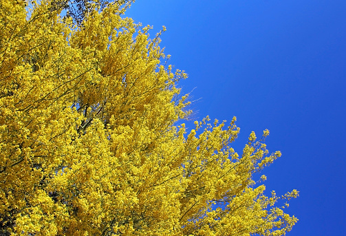 Yellow state tree of Arizona, Palo Verde is in full bloom under blue sky.