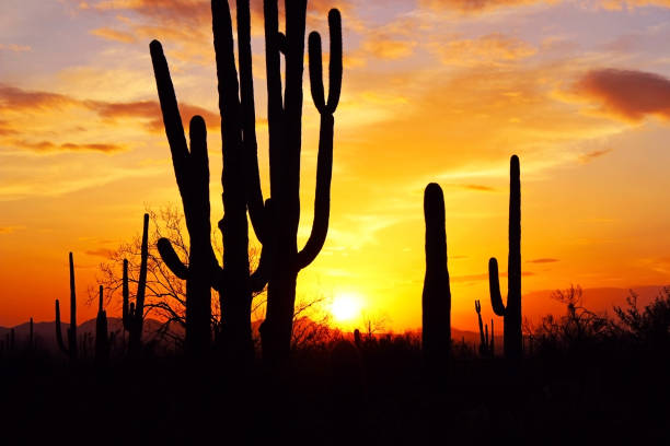 istock Silhouette of Saguaros 830045888