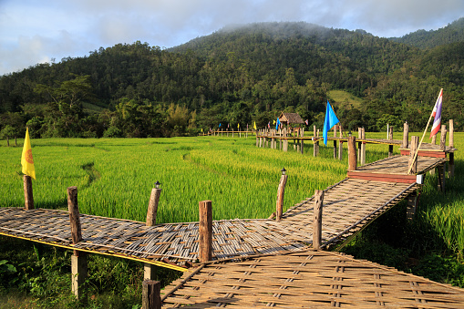 Rural Green rice fields and bamboo bridge in Pai , Mae Hong Son province.