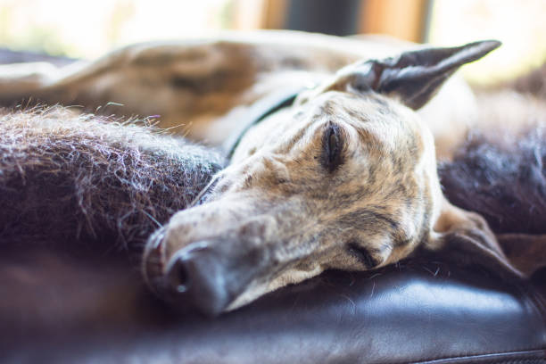 Sleeping greyhound dog lying down on animal skin