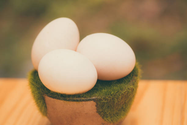istock White egg on artificial grass in pot, on wooden table with green nature background. 830050692