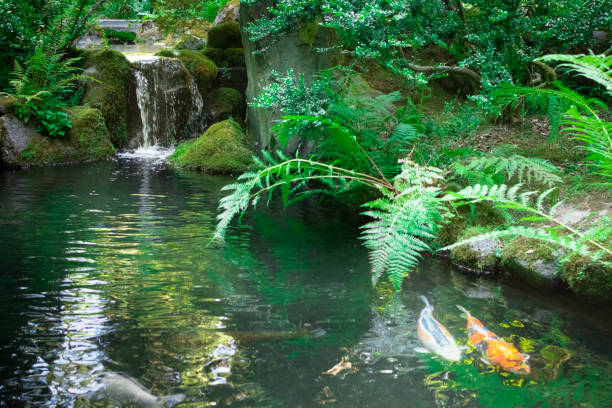 istock Waterfall gently runs into Japanese Zen garden koi pond 830058320