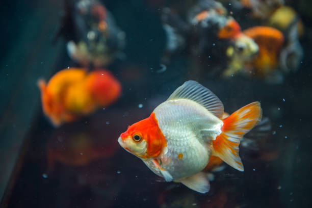 istock Fat white goldfish swimming in a fish tank 830058370