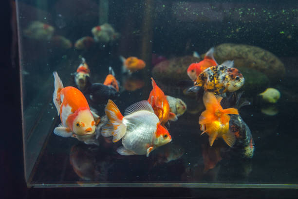 istock Mini aquarium with colorful goldfishes 830058638