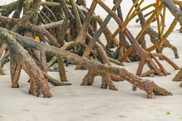 istock Beach Mangroove, Galapagos, Ecuador 830058940