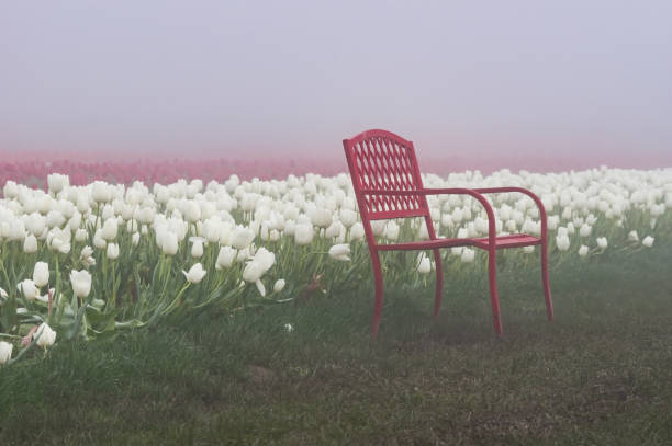 Blooming tulip fields in the fog with a red chair