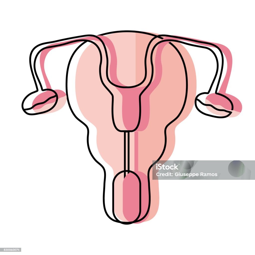 äggledare och livmoder kvinnor organ - Royaltyfri Anatomi vektorgrafik