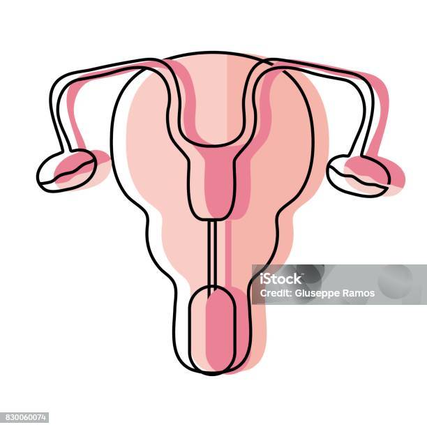 Äggledare Och Livmoder Kvinnor Organ-vektorgrafik och fler bilder på Anatomi - Anatomi, Biologi, Biomedicinsk illustration