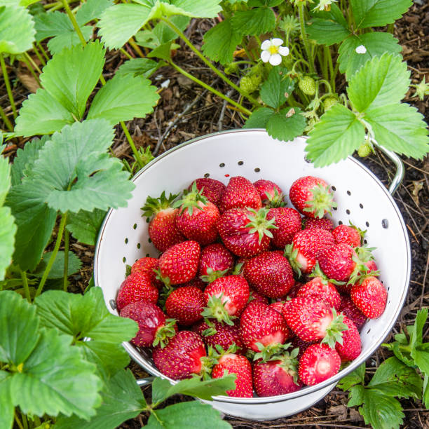 istock Fresh strawberries in a white bowl 830065390