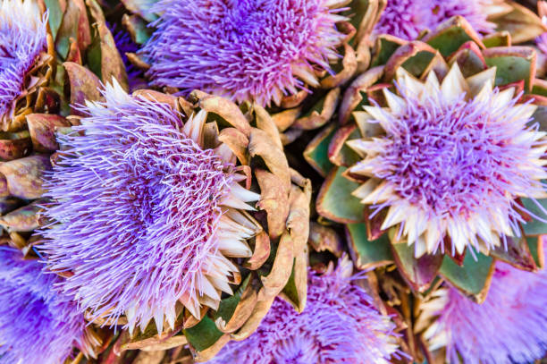 istock Blue artichoke flowers at the market 830066028