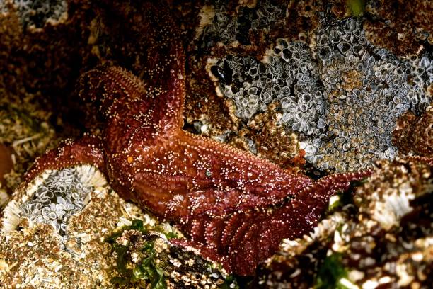 Razor Sharp Barnacles 210+ Sharp Barnacles Stock Photos, Pictures & Royalty-Free Images - iStock