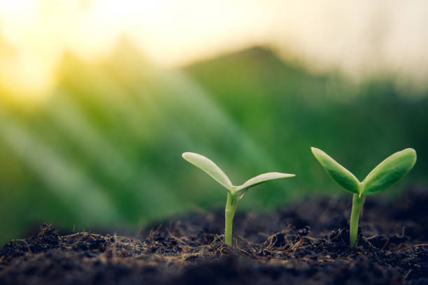 istock Young plants begin small growing in soil ecology earth new world from seed saving protection of tree spring summer care and nature sun light to leaf background. 830089642