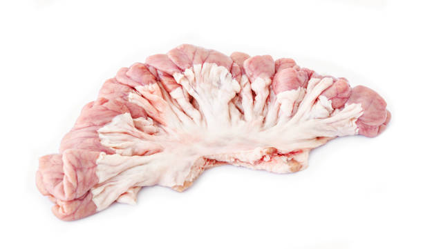 istock internal organs of pig 830097284