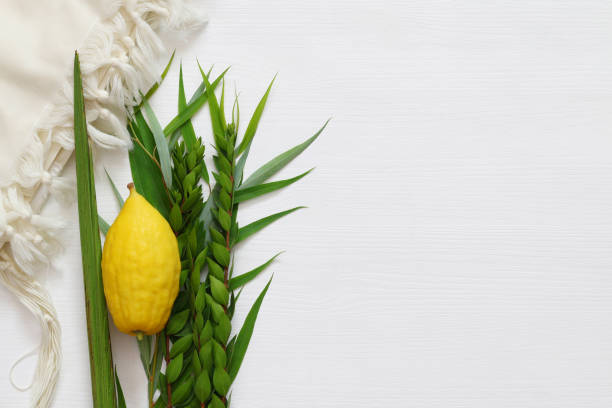 Jewish fall festival of Sukkot. Traditional symbols (The four species): Etrog, lulav, hadas, arava Jewish fall festival of Sukkot. Traditional symbols (The four species): Etrog, lulav, hadas, arava. heron photos stock pictures, royalty-free photos & images